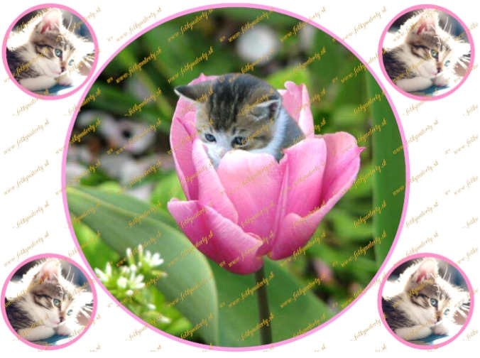 Jedlý obrázok na tortu mačiatko v ružovom tulipáne 