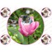 Jedlý obrázok na tortu mačiatko v ružovom tulipáne 
